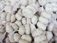 Normal White Garlic ()